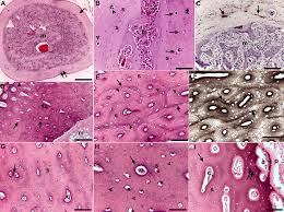 Histology of human compact bone tissue under microscope view for stock photo these pictures of this page are about:compact bone microscope. Histology Of Compact Bone In Birds Download Scientific Diagram