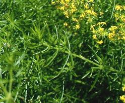 Image result for Galium verum