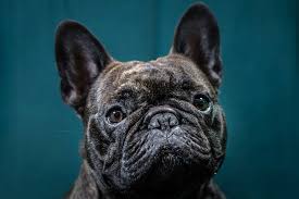 The french bulldog makes a. The Price French Bulldogs Pay For Being So Cute The New York Times