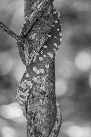 Image result for Oncinotis