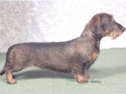 Petplanet.co.uk pet store is the uk's #1 for pet supplies. Wire Haired Dachshund Breed Guide