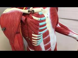 Inclinable climbing walls are an appropriate method to increase muscle activity. Ccc Online Biology Lab Muscles Of The Torso Model Labeled And Unlabeled Youtube