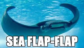 16 Alternate Names For Animals Pleated Jeans Com Sea Flap Flap Funny Animal Names Alternate Animal Names
