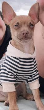 Missing parrot near sunrise elementary in aurora