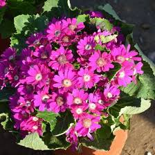Image result for Cineraria deltoidea
