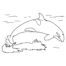 Some tips for printing these coloring pages: Pin On Species Orcas
