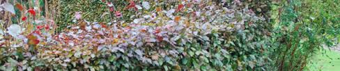 Hainbuchen treiben auch aus älterem holz wieder aus, daher schadet ihnen ein radikal durchgeführter schnitt nicht. So Schneiden Sie Ihre Buchenhecke