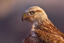 Pin Op Buzzards