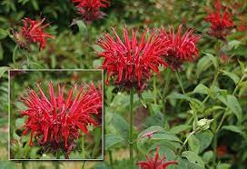 Full Plant List Plants Bee Balm Rainforest Plants