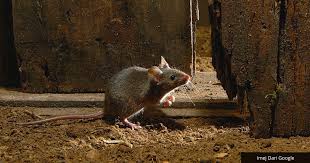 Rumah sering kedatangan tikus yang tak diundang? Kemunculan Semula Virus Henta Ditengah Wabak Covid Ini Cara Semulajadi Halau Tikus Dari Kediaman Impiana
