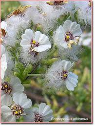 Image result for Eriocephalus racemosus