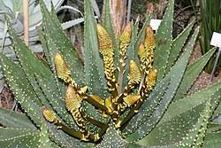 Image result for Aloe aculeata × ortholopha