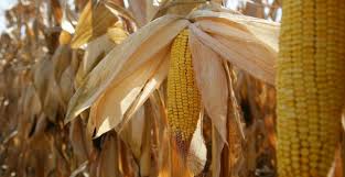 O productie buna ca sa te imbogatesti. Romania Productie Record De Porumb In 2017 Stiriagricole Ro