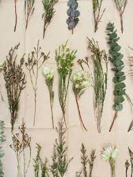 Native Flowers Native Flowers Australian Native Flowers Australian Wildflowers