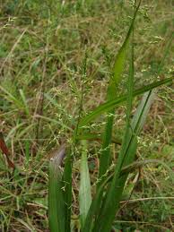 Image result for Coelachyrum