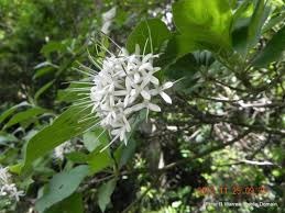 Image result for Pavetta gracillima