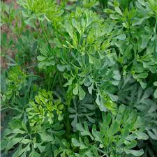 Maybe you would like to learn more about one of these? Rue And Its Amazing Medicinal Values Veggies Info
