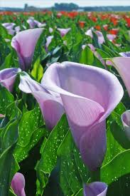 Zantedeschia Captain Violetta In 2020 Lila Garten Pflanzen Lila Bluten