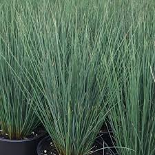 Image result for Juncus dregeanus