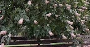 Native Trees and Large Shrubs for the Home Garden