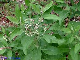 Image result for Pluchea