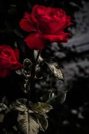 Free for commercial use no attribution required high quality images. Rose Wallpapers Free Hd Download 500 Hq Unsplash