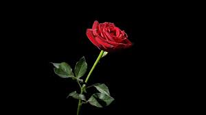 You can also use a desktop background as your lock screen, or your start. Red Rose Wallpaper Wild Country Fine Arts