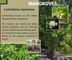 Image result for Lumnitzera racemosa