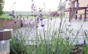 Bildergalerie mein schoner garten garten garten bepflanzen. Bildergalerie Bruckmeier Garten Und Landschaftsbau