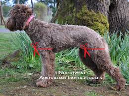 Tails are one of the biggest problem areas for matting, so you'll want to be careful about how long you allow it to grow here. Grooming Your Labradoodle Northwest Australian Labradoodles S Blog