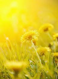 Pin By Lina M On It S All Black White Yellow Flowers Dandelion Yellow Flowers Names