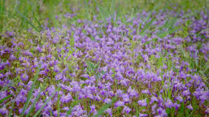 Henbit reaches heights of less than 1 foot and has square stems. A Small Purple Flower Growing Stock Footage Video 100 Royalty Free 1023812368 Shutterstock