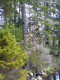 Image result for Amelanchier laevis