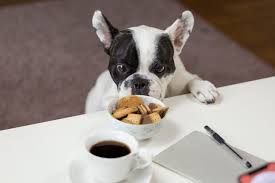 Les Aliments Toxiques Pour Les Chiens Et Les Chats Gamelle