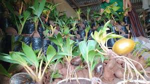 Untuk keunggulan bonsai kelapa, cobalah menggunakan jenis kelapa gading susu, gading merah, dan kelapa albino. Apa Itu Kelapa Minions Yang Lagi Tren Harganya Bisa Mencapai Puluhan Juta Rupiah Tribun Jabar