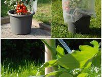Gartenerde Fur Gemuse Anbauen Welche Braucht Ihr Haus Und Beet In 2020 Gartenerde Gemuse Anbauen Pflanzplan