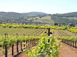 Spring In Fairfield S Suisun Valley What A Beautiful Place Look At All The Green Http Www Visitfairfieldca Com Beautiful Places Wine Country Places