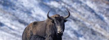Image result for yak