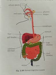 Maybe you would like to learn more about one of these? Digestive System Of Human Body And Structure Class 10 Brainly In