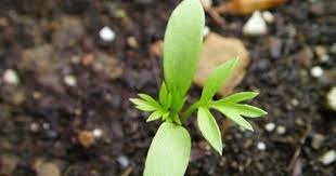 Seedling Id Nigella Seedlings Flower Seedlings Nigella