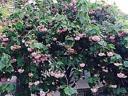 Image result for Dombeya lastii