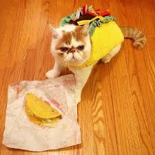 28 Taco The Cat Because He Is A Taco Taco Cat Cats Cute Animals