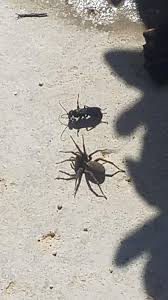 Check spelling or type a new query. Northern California Foothills Blue Mud Dauber Super Scary Spider Wasp Whatsthisbug
