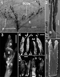 Image result for Hypolytrum goetghebeur