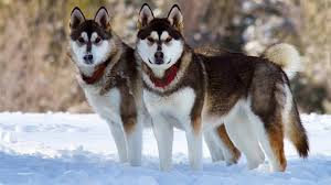 This is the price you can expect to budget for an alaskan malamute with papers but without breeding rights nor show quality. Top 111 Alaskan Malamute Names The Dog People By Rover Com