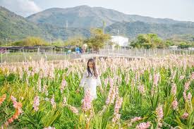 Flowers in the secret place. 12 Instagrammable Flower Spots In Hong Kong You Should Visit Tatler Hong Kong