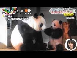 ホーム youtube パンダ かわいい 可愛い 動画 上野動物園 パンダ