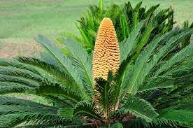 The pot has enough holes at the bottom for air circulation and proper drainage. Sago Palm Flower Head Tips For Cutting Off Sago Flowers