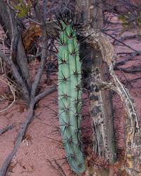 Image result for Pycreus aethiops