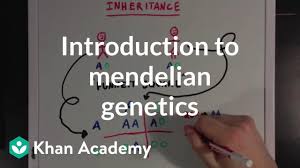 Between the cross and the sword: An Introduction To Mendelian Genetics Video Khan Academy